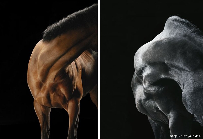 tim-flach-25 (700x480, 139Kb)