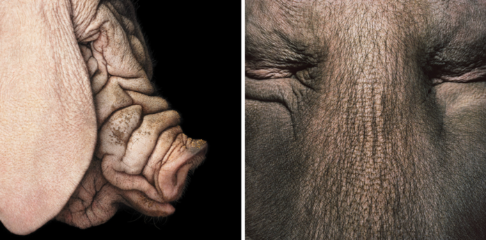 tim-flach-29 (700x345, 463Kb)