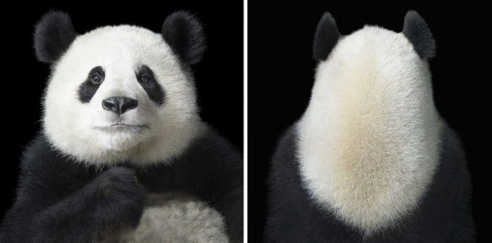 tim-flach-31 (700x346, 282Kb)