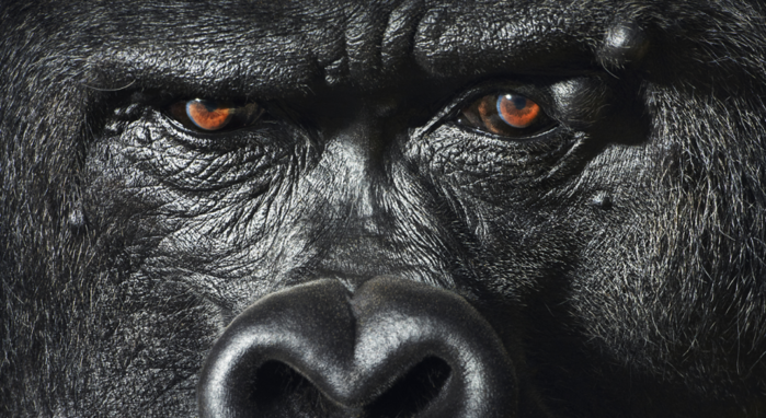 tim-flach-32 (700x382, 606Kb)