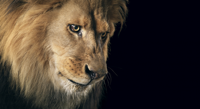 tim-flach-33 (700x381, 362Kb)