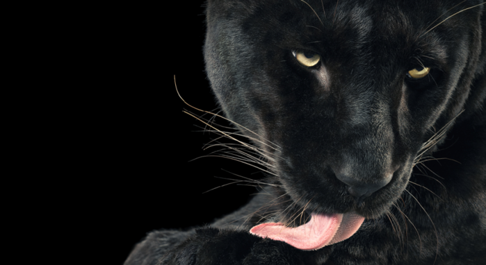 tim-flach-34 (700x382, 285Kb)