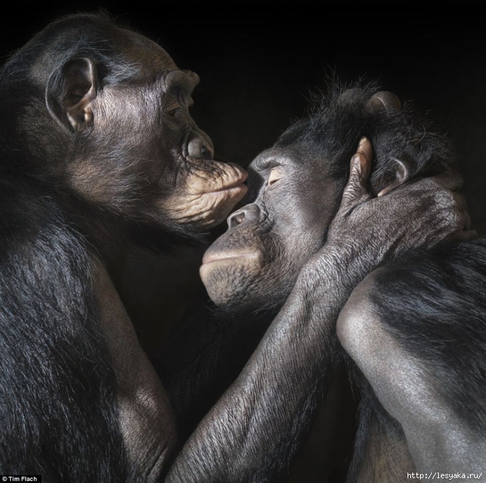 tim-flach-42 (700x696, 297Kb)