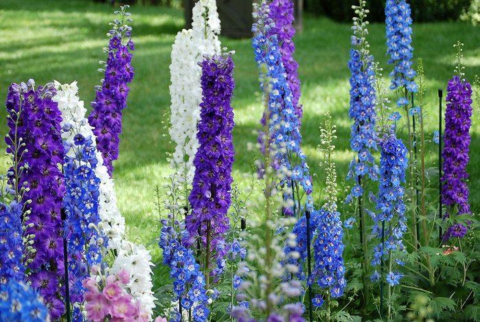 Delphinium1 (700x469, 533Kb)