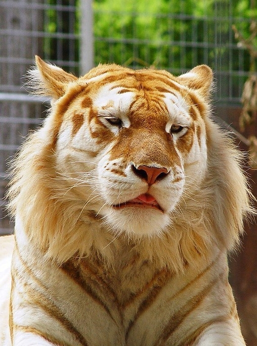 золотой тигр фото 7 (520x700, 319Kb)