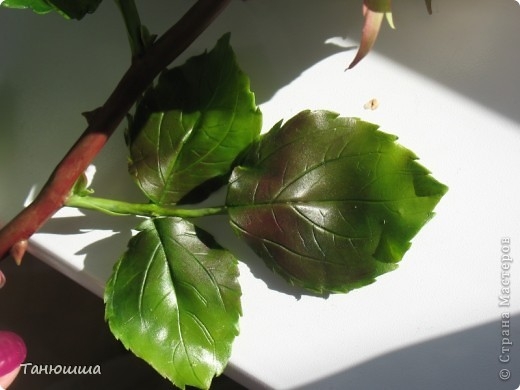 Розы из холодного фарфора и как сделать молды для лепки листьев (27) (520x390, 91Kb)