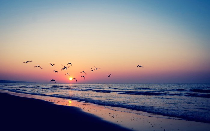 Sunset-Birds-Sea-Beach-Wallpaper (700x437, 42Kb)