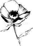 Превью 3890622-397303-sketch-of-flower-buds-on-a-white-background (345x480, 65Kb)