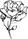 Превью 10681105-a-white-roses-in-bud-on-a-white-background (288x400, 56Kb)