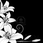 Превью 14477448-illustration-with-flowers-of-lily-in-black-and-white-colors (400x400, 71Kb)