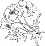 Превью poppies-flower-coloring-page (337x350, 56Kb)