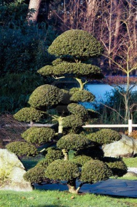 715750-bonsai-tree-in-japanese-garden (465x700, 299Kb)