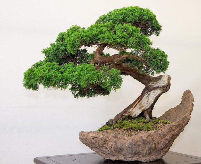 1311327142_3-bonsai-pillnitz-trees-27 (700x571, 233Kb)