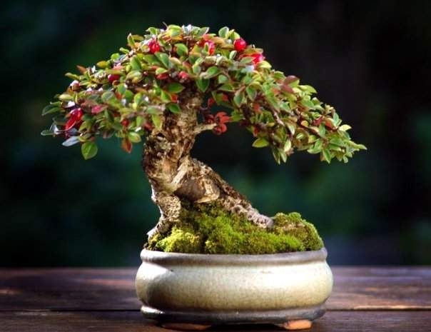 indoor-bonsai-tree-design-ideas (604x465, 112Kb)