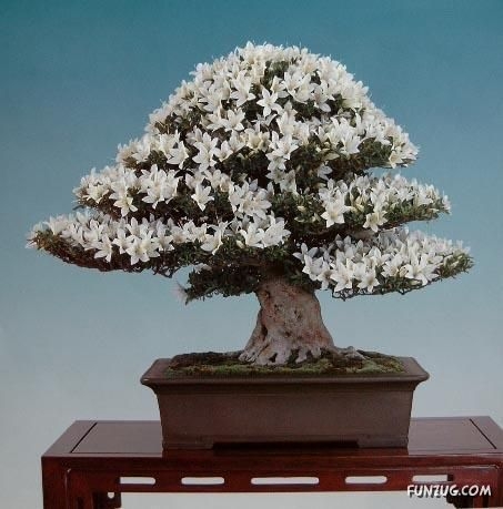 japanese_bonsai_trees_50 (453x459, 106Kb)
