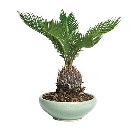 sago_palm_indoor_bonsai_tree_1 (473x450, 70Kb)