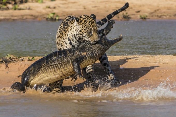 ягуар и крокодил фото 7 (680x453, 169Kb)