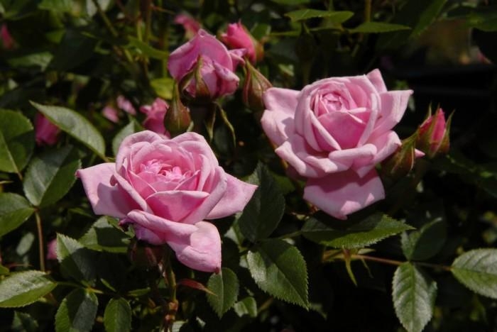 Rose-Garden_11 (700x468, 143Kb)