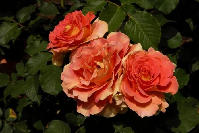 Rose-Garden_13 (700x468, 144Kb)