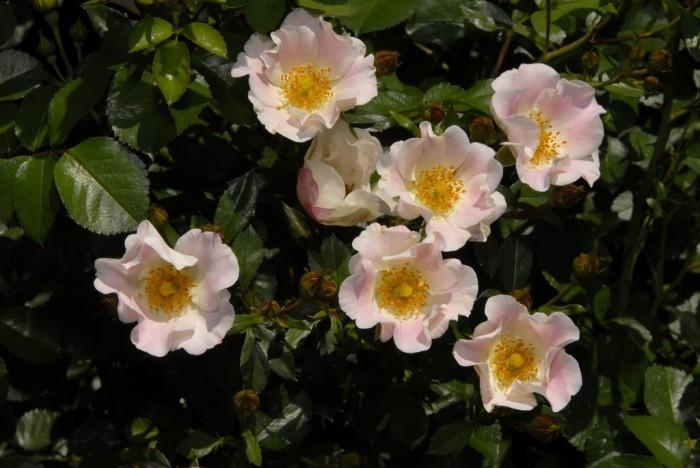 Rose-Garden_14 (700x468, 155Kb)