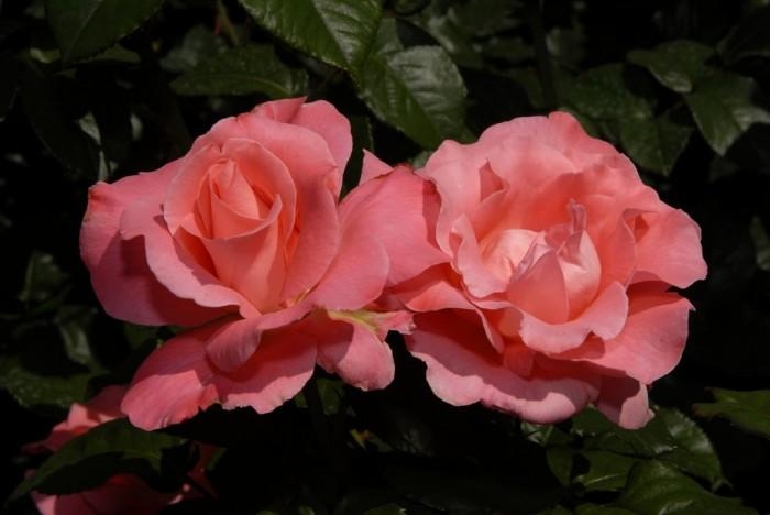 Rose-Garden_17 (700x468, 117Kb)