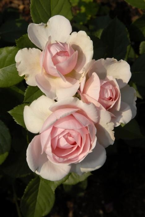 Rose-Garden_19 (468x700, 112Kb)