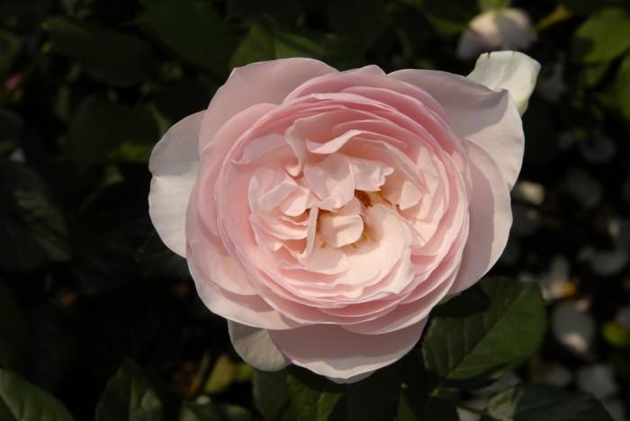 Rose-Garden_21 (700x468, 105Kb)