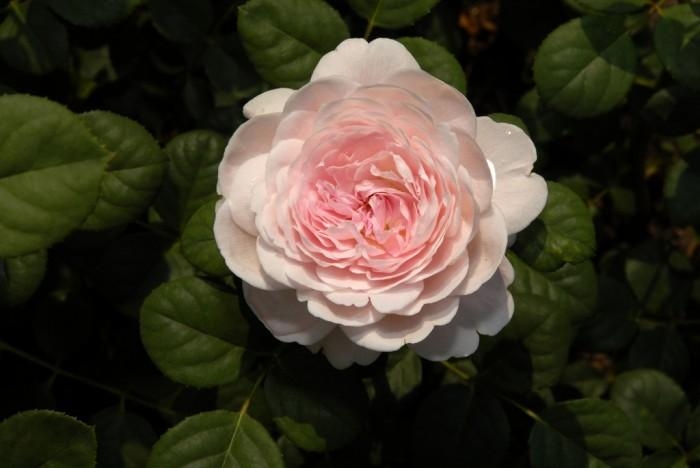 Rose-Garden_25 (700x468, 111Kb)