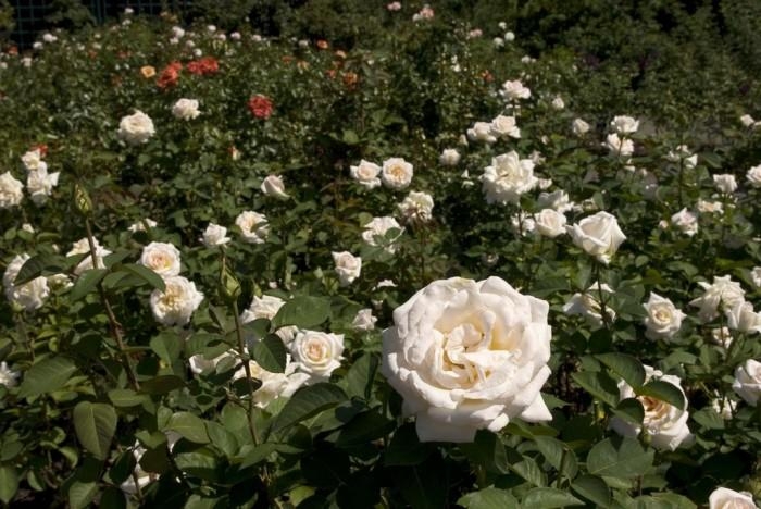 Rose-Garden_34 (700x468, 209Kb)