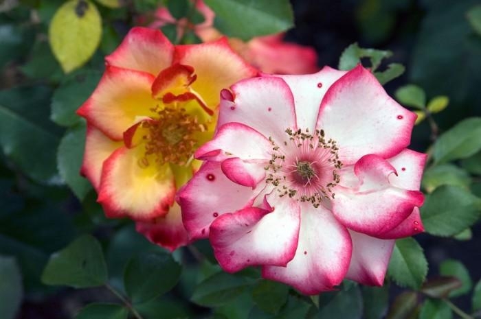 Rose-Garden_68 (700x465, 136Kb)