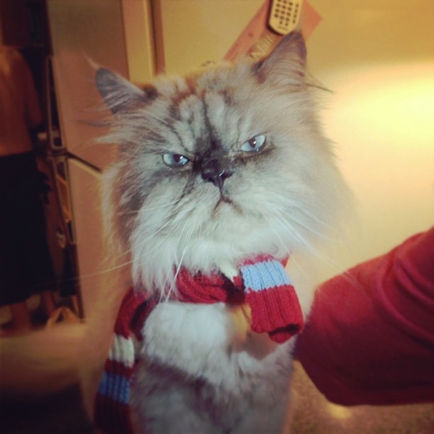 1378916912_funny_animals_20130911_03179_008 (612x612, 172Kb)