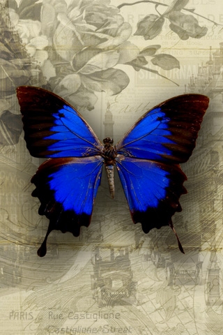 EA-Papillon-iPhone-Wallpaper (320x480, 123Kb)