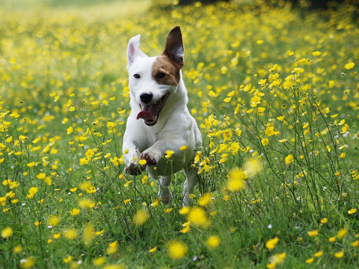 3578968_Dog_wallpapers_73291 (700x525, 143Kb)