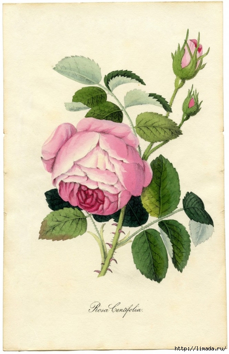 Vintage-Printable-Botanical-Rose-GraphicsFairy-sm-664x1024 (454x700, 219Kb)