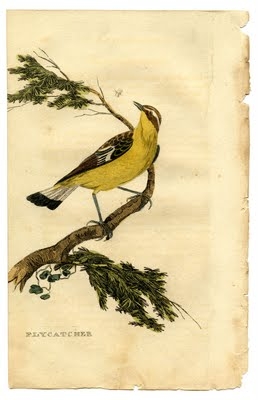 bird+yellow+print+vintage+image+graphicsfairy003sm (258x400, 62Kb)