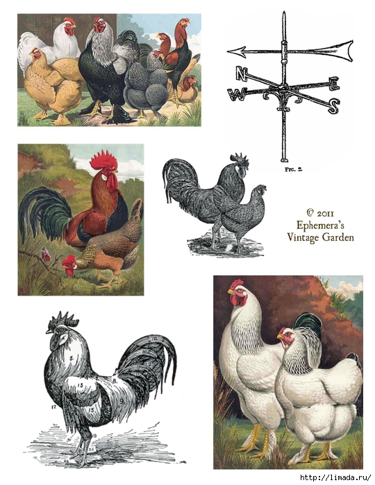 chickens and roosters (540x700, 259Kb)
