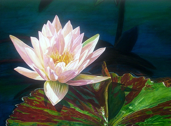 waterlily-reflections (550x407, 292Kb)