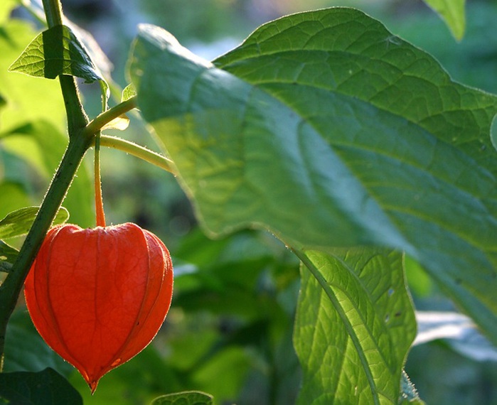 3303834_physalis_1 (700x570, 104Kb)