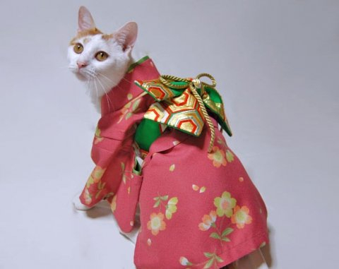 Кошки в кимоно13 (480x381, 91Kb)
