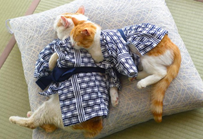 Кошки в кимоно16 (698x480, 295Kb)