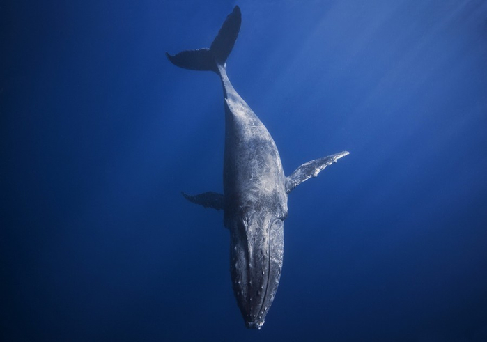 горбатые киты фото Габи Баратью 10 (700x491, 147Kb)