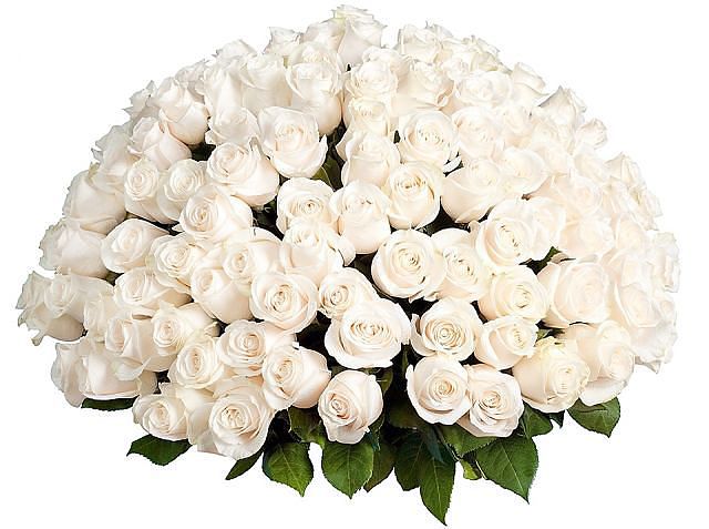 белые розы (640x477, 52Kb)