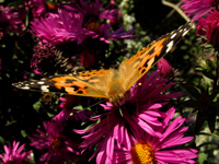 бабочки Юга России, репейница/683232_babochka8_m (200x150, 28Kb)