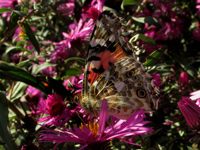 бабочка репейница, бабочки Юга России/683232_babochka4_m (200x150, 28Kb)