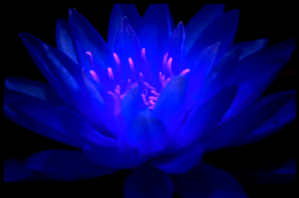 blue-lotus-glowing (600x398, 109Kb)