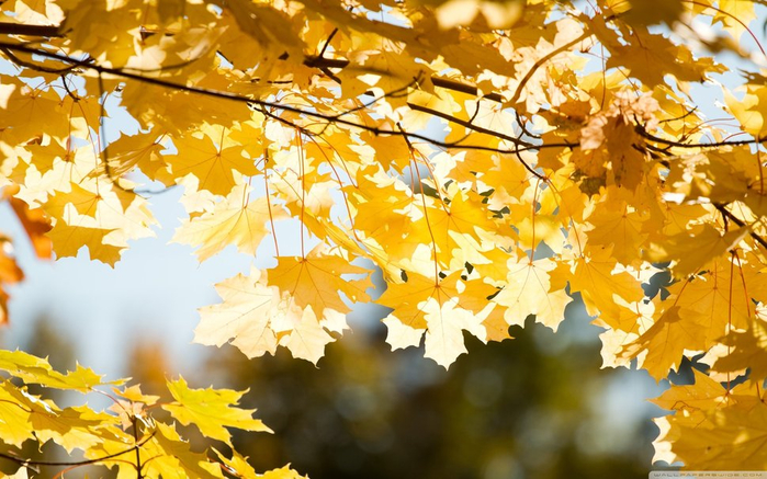 556289__maple-branch-in-the-fall_p (700x437, 430Kb)