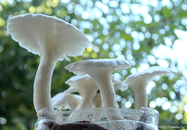 grow-mushrooms-on-coffee-grounds-apieceofrainbowblog-9 (650x452, 167Kb)