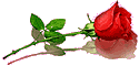 роза вправо (125x60, 2Kb)