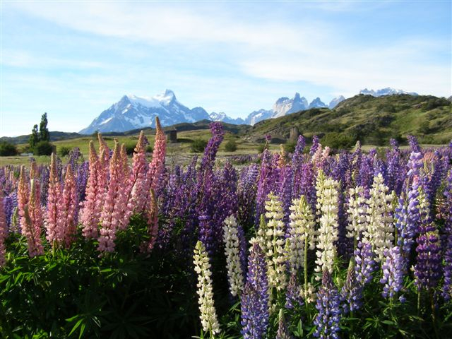 lupine-bloemen-patagonie-chili (640x480, 337Kb)