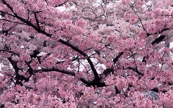 3470549_cveti_kr____ (604x377, 109Kb)